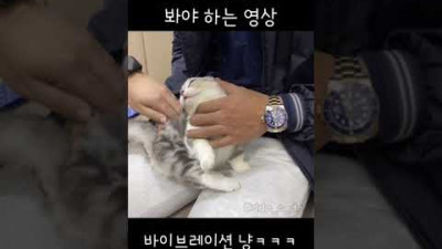 바이브레이션냥