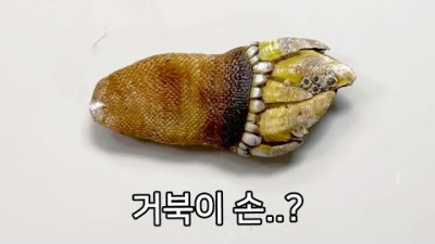 당신이 거북손에서 보지 못한 것들 - 거북손 해부