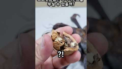 코코넛크랩 vs 다이아몬드