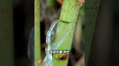 대나무 수액