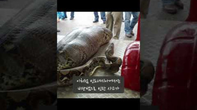 7m 비단뱀의 배를 갈랐더니.. 실종된 여성이