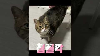 다이어트 중인 고양이를 감동시킨 집사의 말