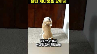 잠자는 주인을 지켜보던 강아지... 이유를 알고보니 깊은 사연이