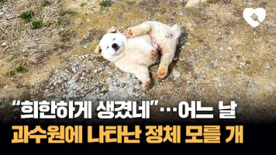 과수원 집에 '불쑥' 나타나더니...'냅다' 드러누운 정체불명 개