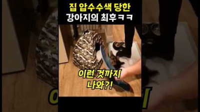 집 압수수색 당한 강아지의 최후 ㅋㅋ