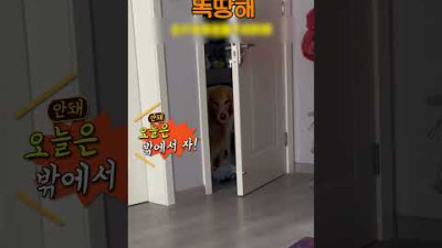 아픈 주인이 속상한 리트리버 강아지