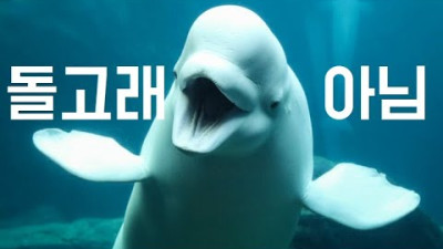 얘는 돌고래가 아닙니다.