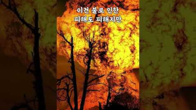불곰국의 상남자식 불 끄는 방법