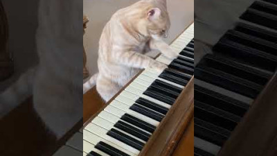 Cat Plays Piano! 🎹 #cats #piano