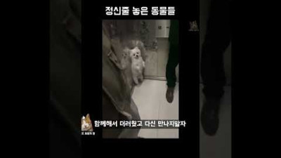 정신줄 놓은 동물들