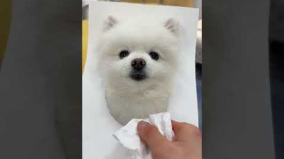똥손이 고퀄리티 강아지 그림을 그릴 수 있는 유일한 방법