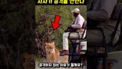 아프리카 사자가 차에 탄 사람을 공격하지 않는 이유