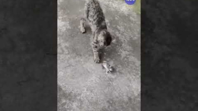 외부) 고양이앞에서 연기하는 쥐 #shorts