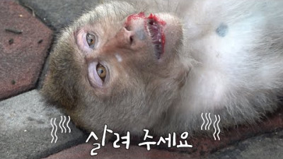 <전기감전된 원숭이> 살려 주세요 electric shock