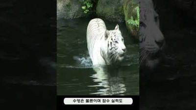 포유류 - 59 호랑이 (Tiger)