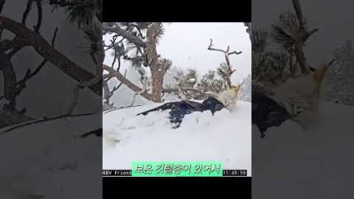 수만명이 보는 독수리 둥지 [동물 EP.21]