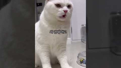 난데 없는 똥카인에 충격 받은 고양이 산타