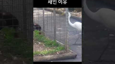 독수리가 최강의 새인 이유! 반응속도