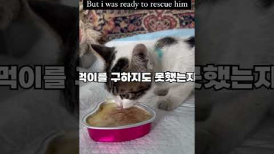 고양이를 구원해준 천사