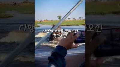 하마의 지리는 수영 속도ㄷㄷ