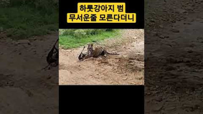 개죽음이란 이런것. 하룻 강아지 범 무서운 줄 모른다더니 #속담 #호랑이 #개