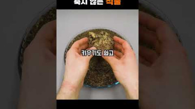 {물 없이도 죽지 않는 식물} 진짜로 부활하는 신기한 식물 ㅎㄷㄷ