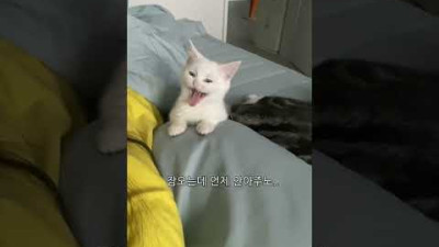 엄마가 안아주지 않아서 시무룩해진 고양이 산타