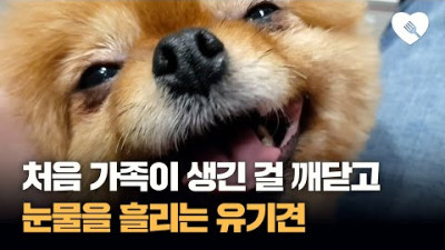 처음으로 가족이 생겼다는 걸 깨닫고 눈물을 흘린 유기견 사연 | 포크포크