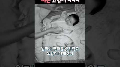 본인이 아기인줄 아는 고양이 ㅋㅋㅋ