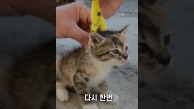 장난꾸러기 새끼 고양이의 전원을 끄는 방법(feat.빨래집게)