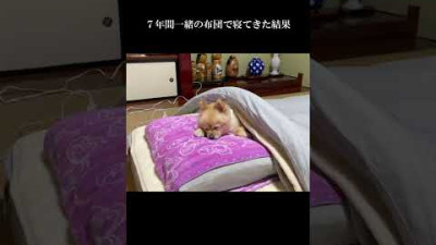 7년간 함께 이불에서 자고 온 결과 이렇게 되었습니다… 7年間一緒の布団で寝てきた結果こうなりました…
