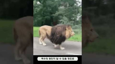 포유류 - 57 사자 (Lion)