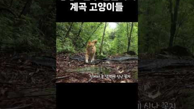 고양이들을 위한 비밀의 계곡(The Secret Valley. 2023)