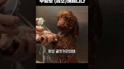 강아지를 쪼는 새의 정체 ㅋㅋㅋㅋㅋ