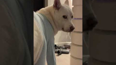 강아지에게 똥침을 했더니... 진돗개 반응 ㅋㅋㅋㅋㅣ Jindodog