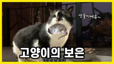 <빵빵한 빵덕이 먹방> 고양이의 보은, 망덕이가 쥐를 잡아왔습니다