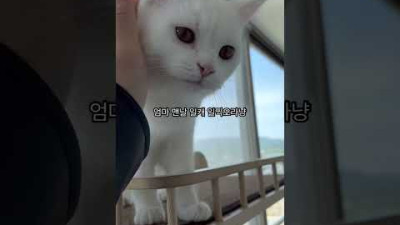 일찍 집가면 볼 수 있는 고양이 반응