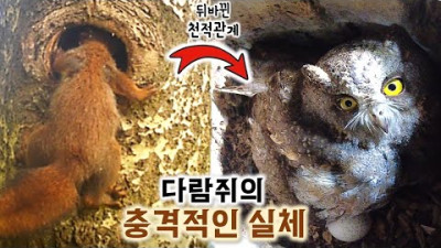 천적인 소쩍새 둥지까지 ㄷㄷ 다람쥐의 충격적인 실체!! The shocking reality of squirrels