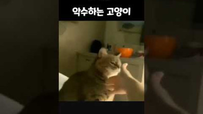 박력있게 악수하는 고양이