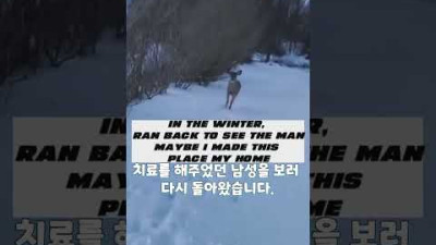 화살에 맞은 아기 사슴 구조한 남성...그 후 사슴의 행동 #shorts