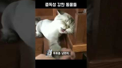 중독성 강한 동물들 #동물짤