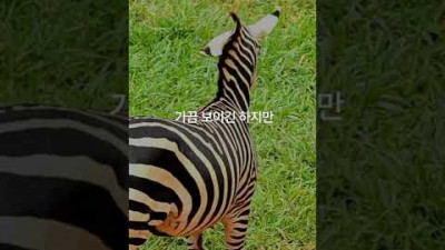 이 동물은 절대 멸종하지 않을것이라고 생각하는 이유.  지식채굴