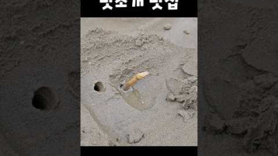 단돈 3,000원에 맛조개 맛집?! 다 잡아가라는 진산리갯벌체험장 #shorts