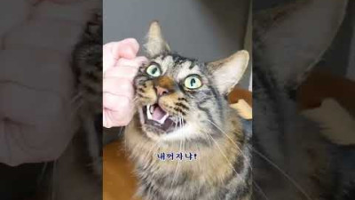 고양이가 집사를 사랑한다는 증거 5가지