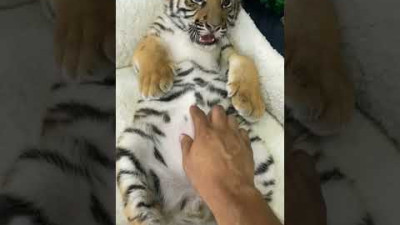 Tiger Cub in Lazy Mood | Nouman Hassan | #tiger #lion