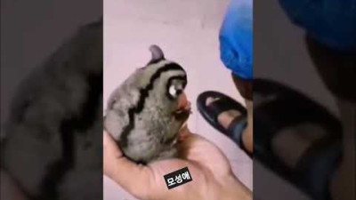 모성애