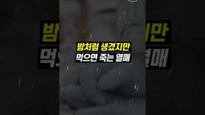 밤인줄 알고 먹으면 죽는 열매, 구별법