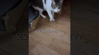 더 강력한 고양이 언어를 배워버렸다.. (Ma-ah 아님)