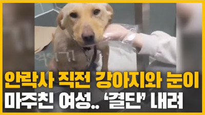 안락사 직전 강아지와 눈이 마주친 여성.. 결국 그녀가 내린 '결단'