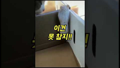 매달린 쥐를 보자.. 고양이의 놀라운 반응